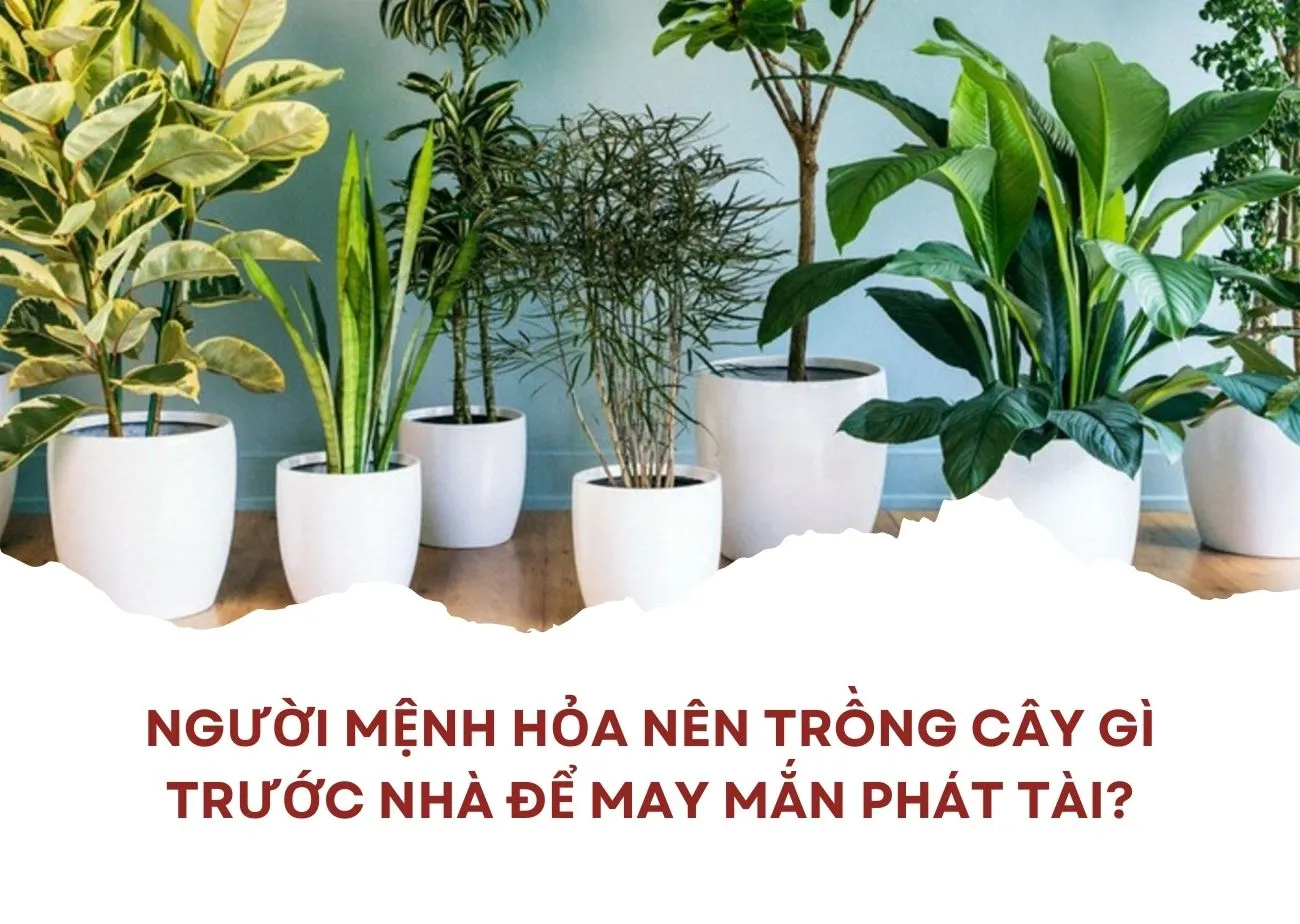 Người mệnh Hỏa nên trồng cây gì trước nhà để may mắn phát tài